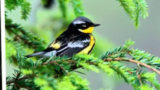 Долгая спокойная детская музыка 