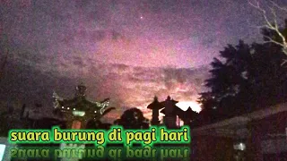 Download SUARA BURUNG ‼️ DI PAGI HARI MP3