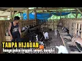 Download Lagu Pitut farm peternak kambing indukan tanpa hijauan