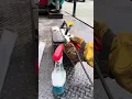 How to Oxylance Thermal Lance