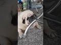 Download Lagu PUG! ok PUg #pets #pug #shorts