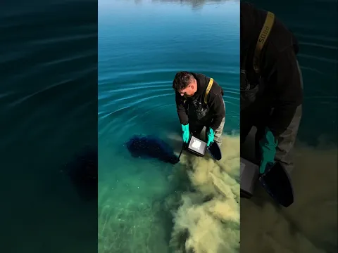 سر الصبغة الزرقاء!🌊💙