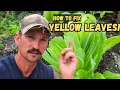 How to FIX Yellow Leaves - Why it Happens to Plants