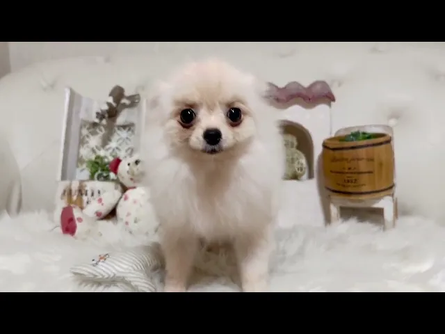 動画