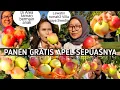 Download Lagu PANEN APEL GRATIS 100% SEPUASNYA DI TAMAN BERMAIN ANAK2. SAMBIL LIHAT RUMAH2 VILLA ORIGINAL SWEDIA.😍