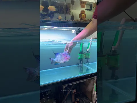 Setting Up a New Home for My Flowerhorn fish #fish #aquarium #pets #animals #indianfishguy