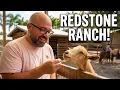 Redstone Ranch The Ultimate Accessible Family Day Out