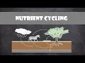Nutrient Cycling Ecology