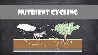 Nutrient Cycling Ecology