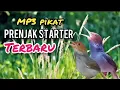 Download Lagu Suara Pikat PRENJAK STARTER RIBUT TERBARU Ampuh Untuk Pikat Prenjak Dan Semua Jenis Burcil