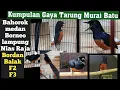 Download Lagu MURAI BATU  Tembakan CILILIN \u0026 Isian Mewah Gaya tarung medan,borneo,Nias,balak,F2,F3,lamper,Bahorok.