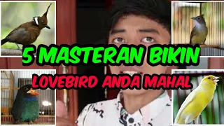 Download 5 masteran paling ampuh bikin lovebird anda jadi mahal MP3