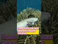 Download Lagu Nasib Ikan Hiu Saat Siripnya Diambil Manusia #ikan #shark #faktaunik #trivia