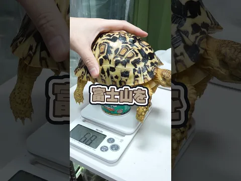 ついに...1kg！！！...あれ？