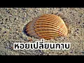 Download Lagu หอยเปลี่ยนกาบ