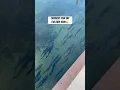 Download Lagu Sight Fishing Salmon with a Twitch Jig! (INSANELY CLEAR WATER)