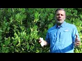 Anise tree Illicium spp - Plant Identification