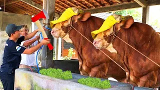 شاهدوا ماذا يحدث حين تتدخل التكنلوجيا في مزارع الابقار النتيجة ستصدمكم لا تصدق 