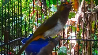 suara pikat burung rengganis jernih rasa mp3