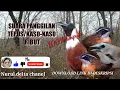 Download Lagu suara pikat burung Tepus/kaso-kaso ribut