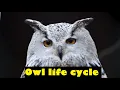 owl life cycle All About Owls Fascinating Facts About Owls owl life detail animal deep life