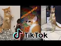 Download Lagu Kucing Lucu Main Tik Tok Bikin Ketawa Ngakak | Funny Cats and Kittens Meowing