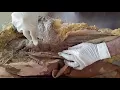 Download Lagu DISSECTION OF GLUTEAL REGION AND BACK OF THIGH BY DR MITESH DAVE