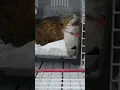 Download Lagu How to deal with angry cat and ferocious cat 🐱 part 15