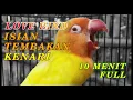 Download Lagu KICAU LOVE BIRD NGEKEK PANJANG CAMPURAN TEMBAKAN KENARI 10 MENIT NONSTOP!!!