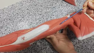 Aula 28 - Músculos do Membro Superior