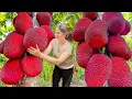 Download Lagu 24 HOURS Harvesting sweet giant tropical organic jackfruit - How to make traditional rural dishes