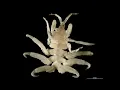 Facts Whale Lice