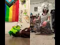 Download Lagu Silly duet X3 #furry #duet #therianmask #fursona #therian #transmasc #silly #funny