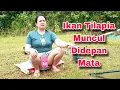 Lagu Seneng banget bisa lihat ikan tilapia dengan sangat jelas