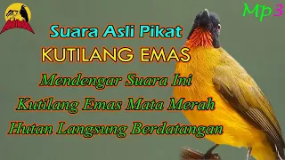 suara pikat kutilang emas mata merah terbukti ampuh 
