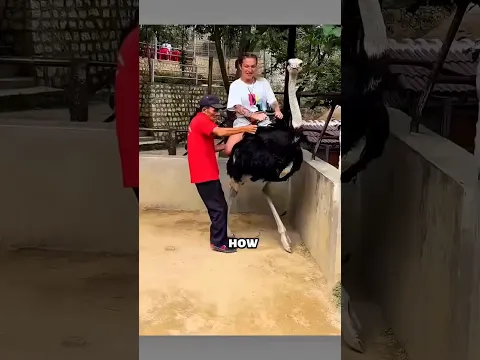 You Can Actually Ride This Giant Bird! 😄
