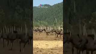 B C Ostrich Farm Ordered To Cull 400 Birds Takes Case To Federal Court Of Appeal 