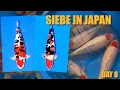 Download Lagu SUPER Sankes - Kohaku voor WNC - Isa Sansai Harvest  | Siebe In Japan Day 8