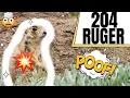 204 Ruger Explodes Prairie Dogs