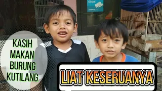keseruan deska kasih umpan burung kutilang kicau mania cilik