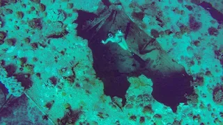 NIGHT dive in The Gili Islands Indonesia Episode 113 Sailing Catalpa