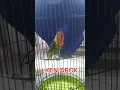 Download Lagu Lovebird ngekek panjang #lovebirds #kicaumania #shorts