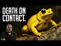 Download Lagu Phyllobates Terribilis: The Golden Poison Frog