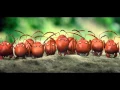 Video di Minuscule - La valle delle formiche perdute - Nuovo Trailer Italiano Ufficiale