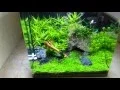 Aquanano 40 planted aquarium