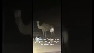 كاميرات تسجل تحول الجن لحيوان  كاميرات تسجل تحول الجن لحيوان