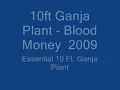 10ft Ganja Plant -  Blood Money  2009