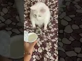 cat vomiting