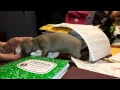 Rare Isabella grey Doxie puppy who visited me today -