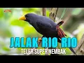 Download Lagu RIO RIO TELER NEMBAK SUPER KASAR KASAR